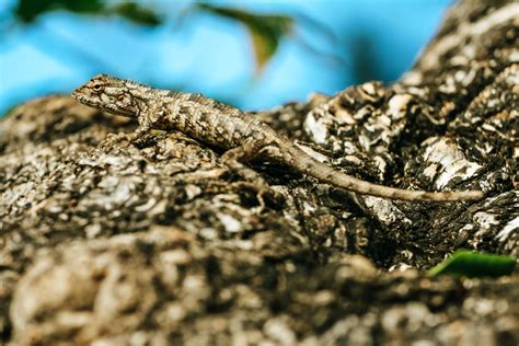  Kaksi Harmaa Leopardia - Mystisiä Kuvia ja Jäätyneitä Värejä