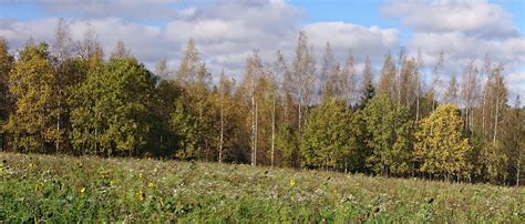  Kultaisen Auringon Pylväät - Ylimalkaista Symmetriaa ja Mystistä Lumousta