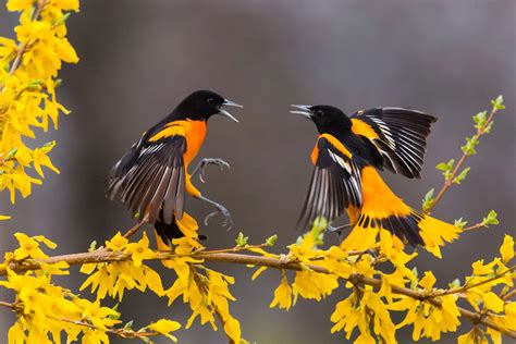 The Enchanting Embrace of Birds and Flowers!