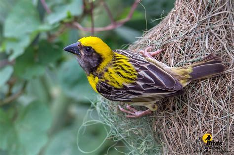 The Wondrous Weaver – Kuvailevaa geometriaa ja herkän arabeskitaitoa